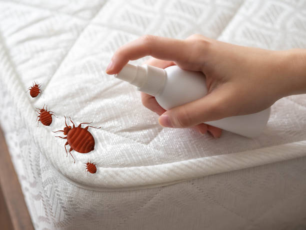 Best Local Pest Control Services  in Sunset, UT